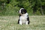 BERGER AUSTRALIEN PUPPIES 341